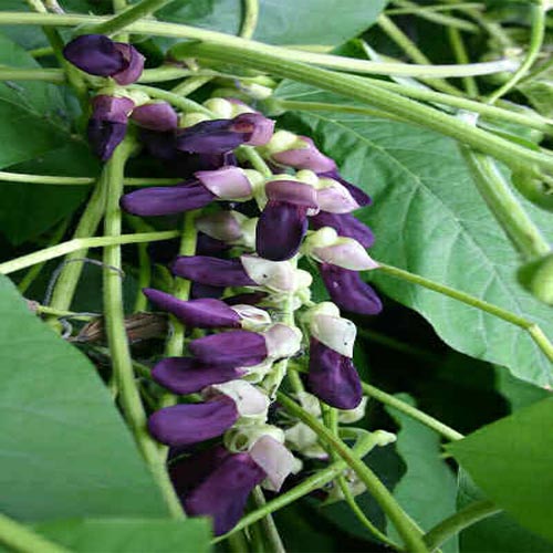 Ayurveda Zdes, Каунч бхедж (капикачху) чурна в порошке 100г, Мукуна жгучая,Mucuna Pruriens, Zandopa, Kapikachhu churna, Shuddh Konch Beej, Divya Patanjali, Аюрведа Здесь Ayurveda Zdes, Каунч бхедж (капикачху) чурна в порошке 100г, Мукуна жгучая,Mucuna Pruriens, Zandopa, Kapikachhu churna, Shuddh Konch Beej, Divya Patanjali, Аюрведа Здесь