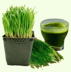 Ayurveda Zdes, Порошок травипшениці, Врітікас, 100г., Wheat Grass Juice Powder vritikas, відновить сили, відновить організм, Аюрведа Здесь Ayurveda Zdes, Порошок травипшениці, Врітікас, 100г., Wheat Grass Juice Powder vritikas, відновить сили, відновить організм, Аюрведа Здесь