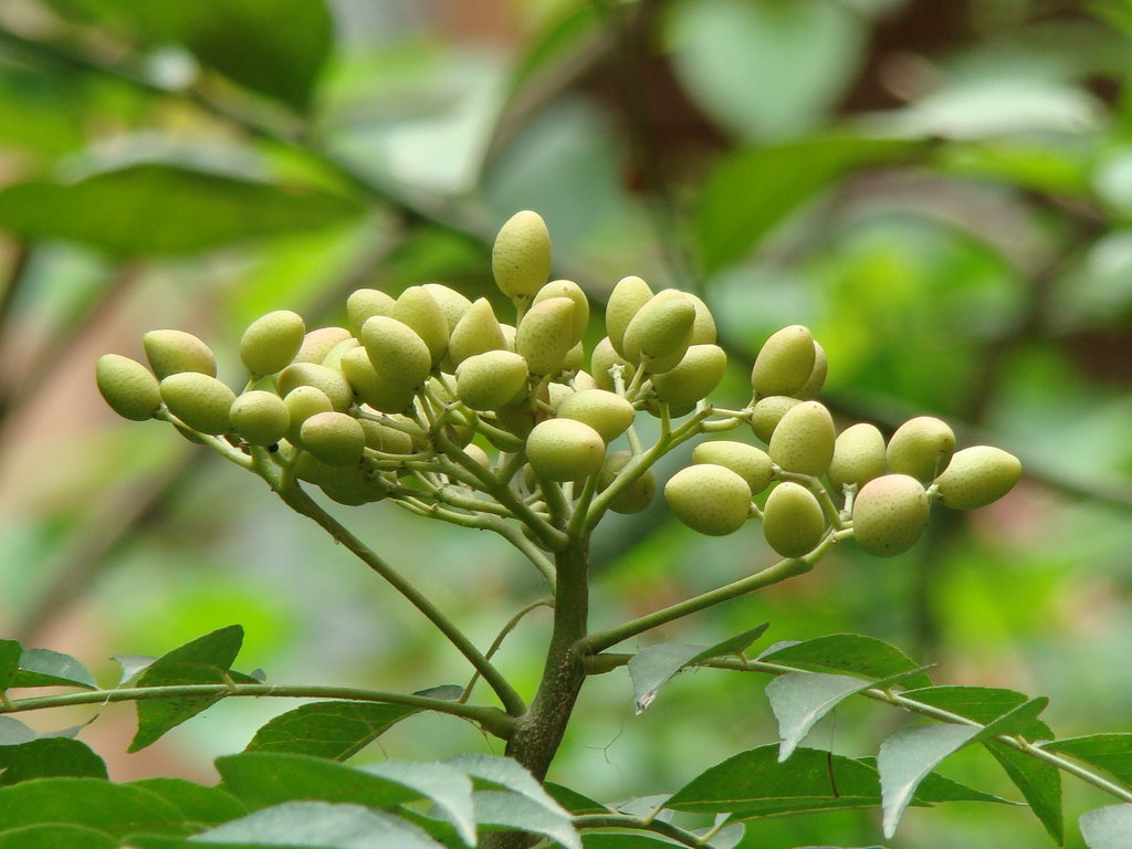 Ayurveda Zdes, ͳм гханваті (екстракт) Патанджалі, Маргоза, Neem ghanvati, Margosa, Patanjali Divya, очищення організму, Ним Гханвати, Ним экстракт, Аюрведа Здесь Ayurveda Zdes, ͳм гханваті (екстракт) Патанджалі, Маргоза, Neem ghanvati, Margosa, Patanjali Divya, очищення організму, Ним Гханвати, Ним экстракт, Аюрведа Здесь