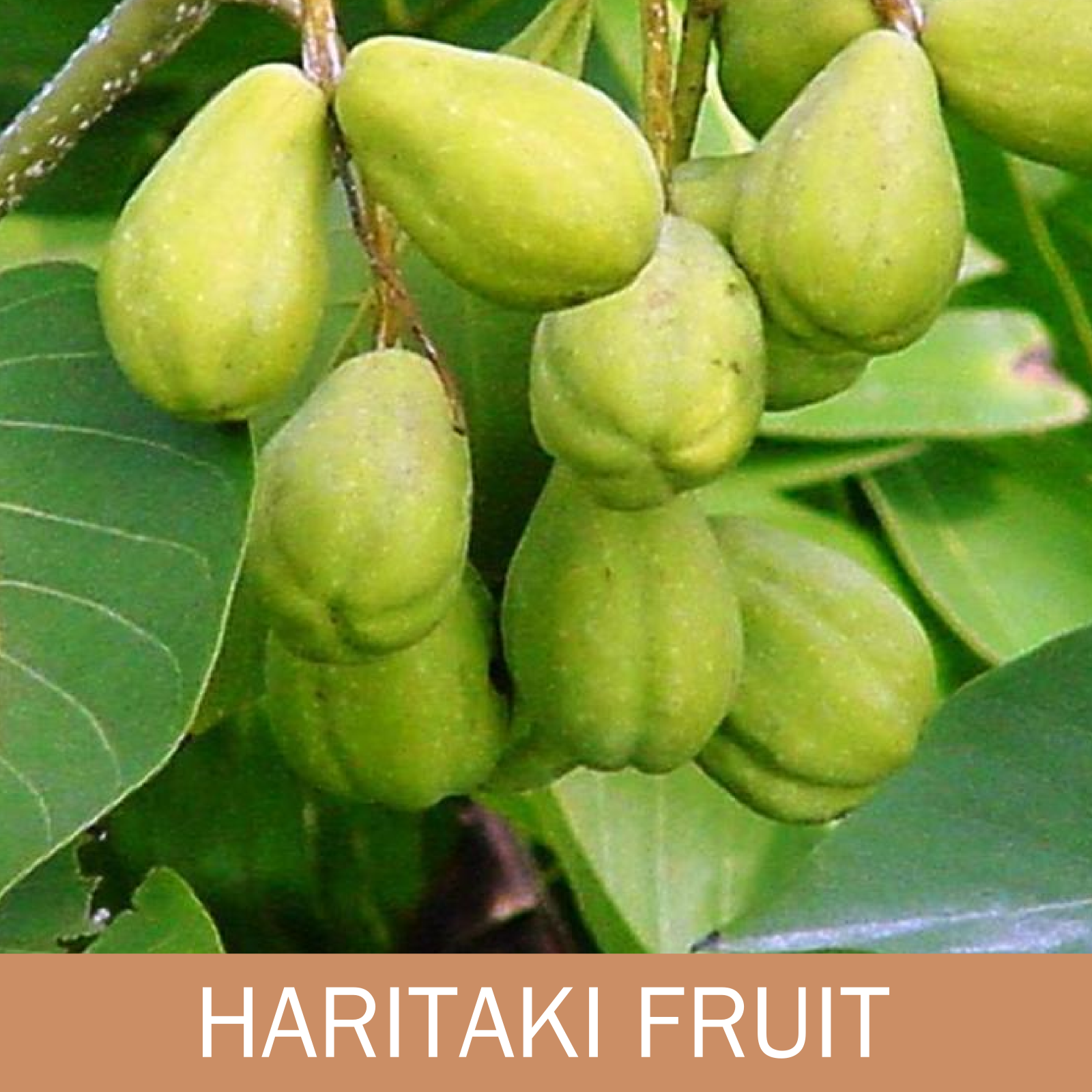Ayurveda Zdes, Харітакі 60 таб Шрі Шрі Таттва, Haritaki Sri Sri Tattva, Харитаки Шри Шри Таттва, підтримує організм, Аюрведа Здесь Ayurveda Zdes, Харітакі 60 таб Шрі Шрі Таттва, Haritaki Sri Sri Tattva, Харитаки Шри Шри Таттва, підтримує організм, Аюрведа Здесь