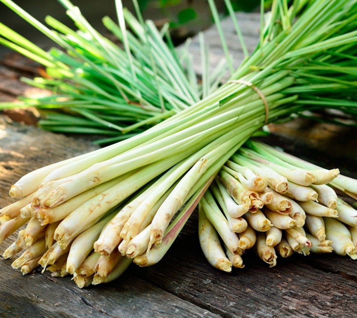 Ayurveda Zdes, Ароматична олія Цитронелла 10мл Ароматіка, Aroma Oil CITRONELLA Aromatika, 10 мл. Aromatika, Ароматическое масло Лемонграсс, Ароматика, Аюрведа Здесь! Ayurveda Zdes, Ароматична олія Цитронелла 10мл Ароматіка, Aroma Oil CITRONELLA Aromatika, 10 мл. Aromatika, Ароматическое масло Лемонграсс, Ароматика, Аюрведа Здесь!