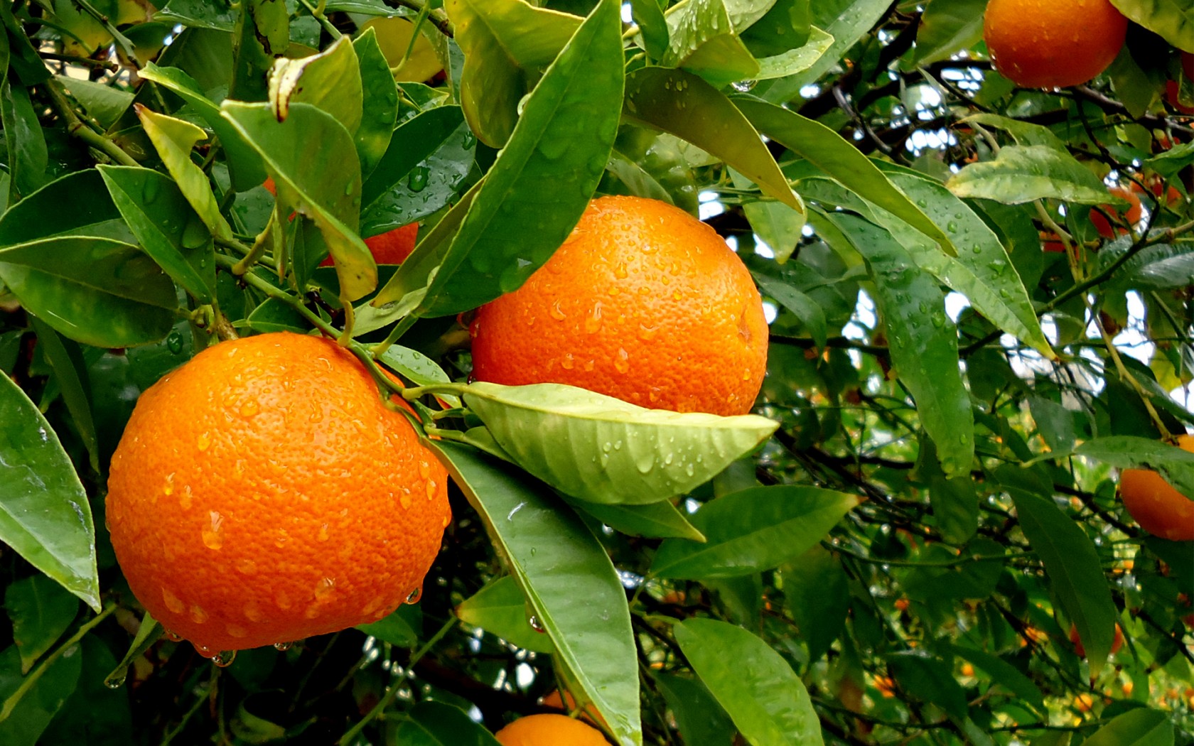 Ayurveda Zdes, Ароматична олія Апельсин-Кориця 10 мл Ароматіка, Aroma Oil Orange Aromatika, Ароматическое масло Апельсин, Ароматика, Аюрведа Здесь! Ayurveda Zdes, Ароматична олія Апельсин-Кориця 10 мл Ароматіка, Aroma Oil Orange Aromatika, Ароматическое масло Апельсин, Ароматика, Аюрведа Здесь!