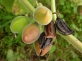 Martynia annua Martynia annua, Ayurveda, Аюрведа Здесь
