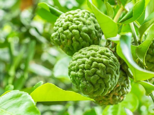 Ayurveda Zdes, Ароматична олія Жасмин 10 мл Ароматіка, Aroma Oil Jasmine Aromatika, Ароматическое масло Жасмин, Ароматика, Аюрведа Здесь! Ayurveda Zdes, Ароматична олія Жасмин 10 мл Ароматіка, Aroma Oil Jasmine Aromatika, Ароматическое масло Жасмин, Ароматика, Аюрведа Здесь!