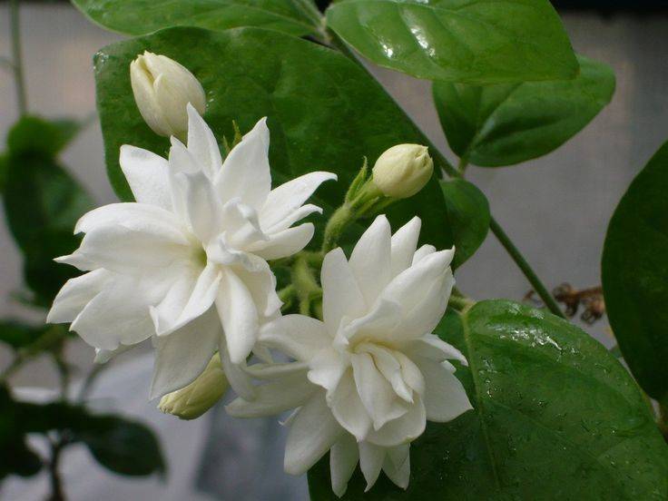Ayurveda Zdes, Ароматична олія Жасмин 10 мл Ароматіка, Aroma Oil Jasmine Aromatika, Ароматическое масло Жасмин, Ароматика, Аюрведа Здесь! Ayurveda Zdes, Ароматична олія Жасмин 10 мл Ароматіка, Aroma Oil Jasmine Aromatika, Ароматическое масло Жасмин, Ароматика, Аюрведа Здесь!