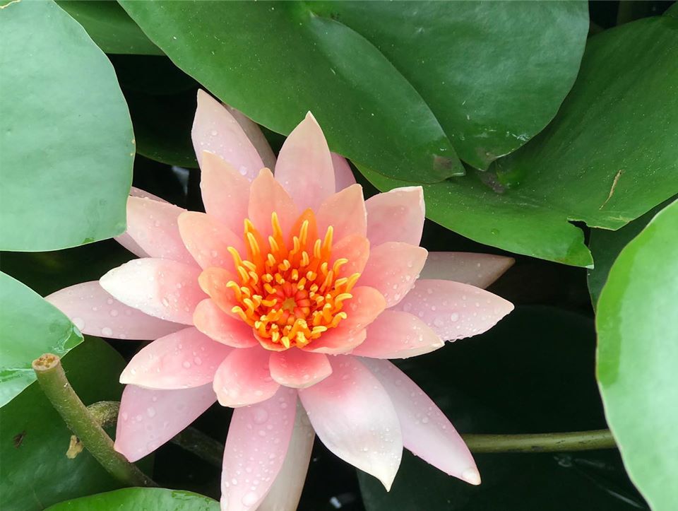 Ayurveda Zdes, Ароматична олія Лотос 10 мл Ароматіка, Aroma Oil Lotus Aromatika, Ароматическое масло Лотос Ароматика, Аюрведа Здесь! Ayurveda Zdes, Ароматична олія Лотос 10 мл Ароматіка, Aroma Oil Lotus Aromatika, Ароматическое масло Лотос Ароматика, Аюрведа Здесь!