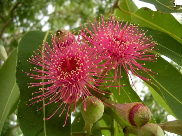 Ayurveda Zdes,   ,  ,  